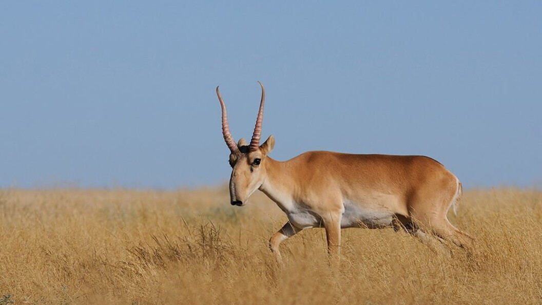 Saiga