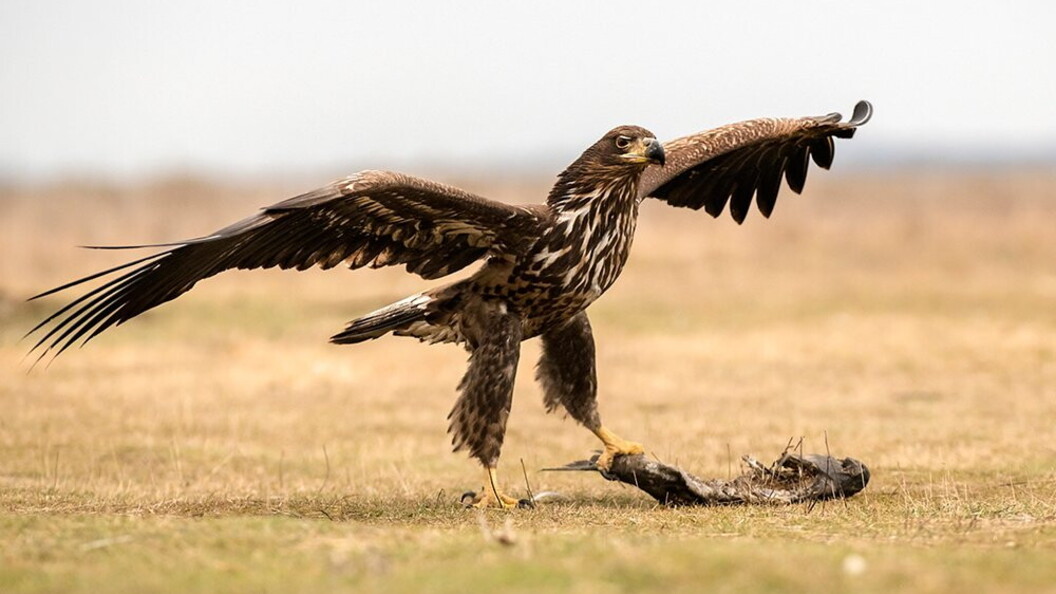Aquila delle steppe