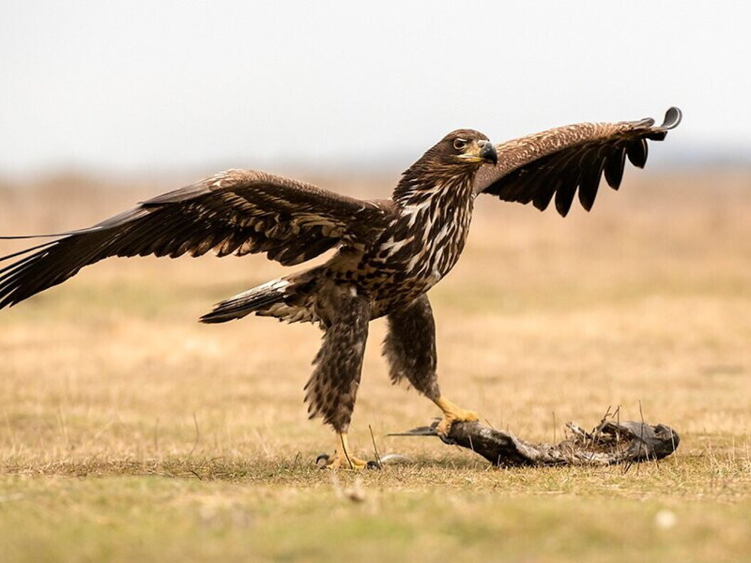 Aquila delle steppe