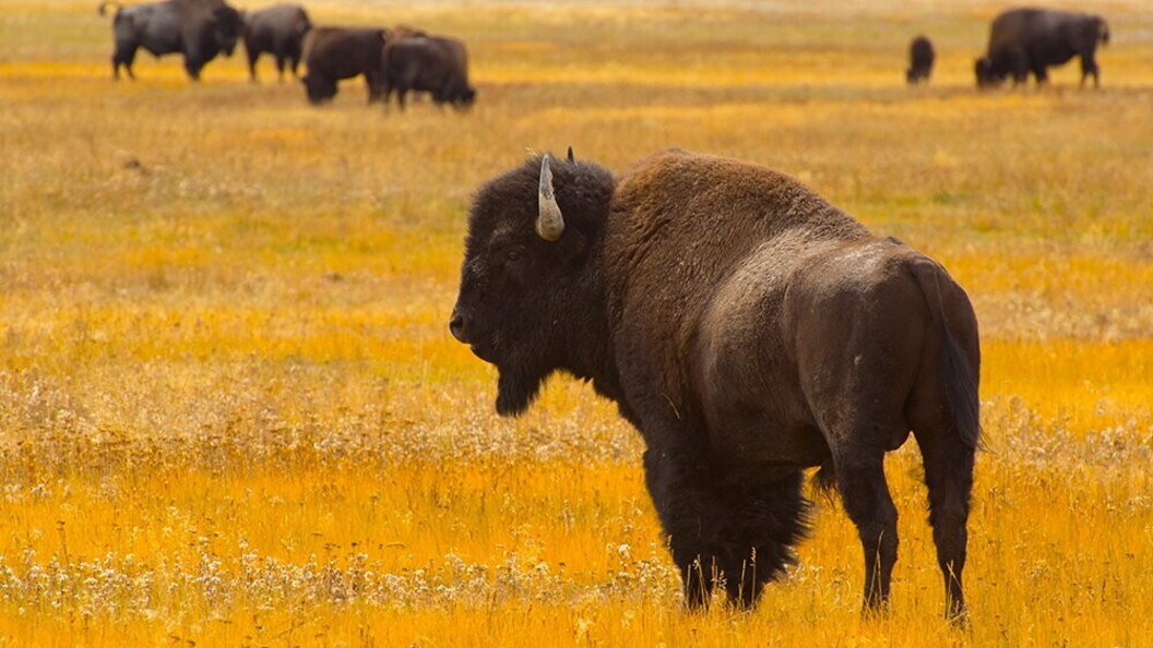 Bisonte americano