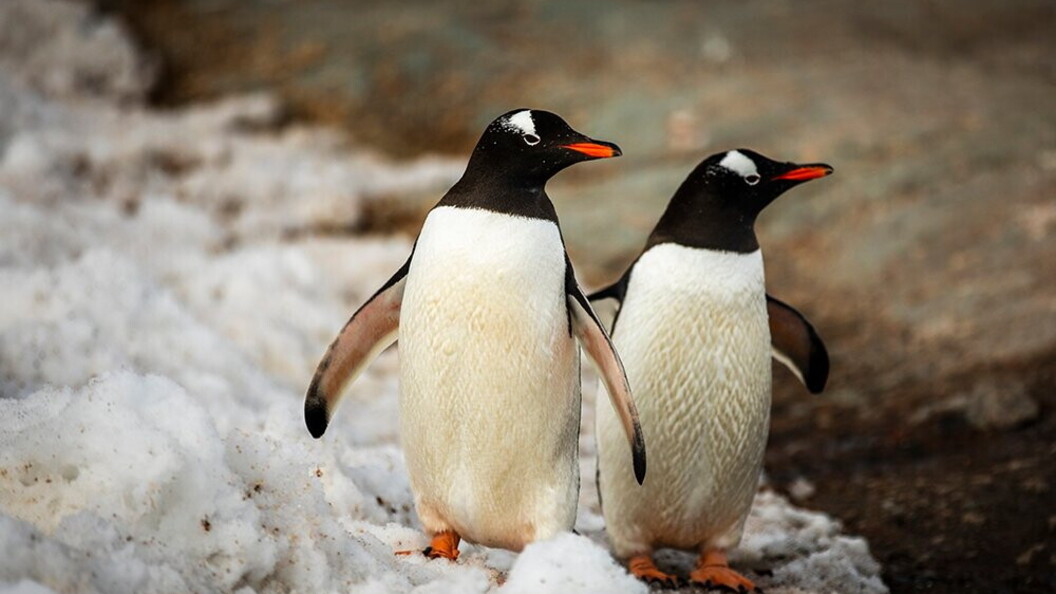 Pinguini