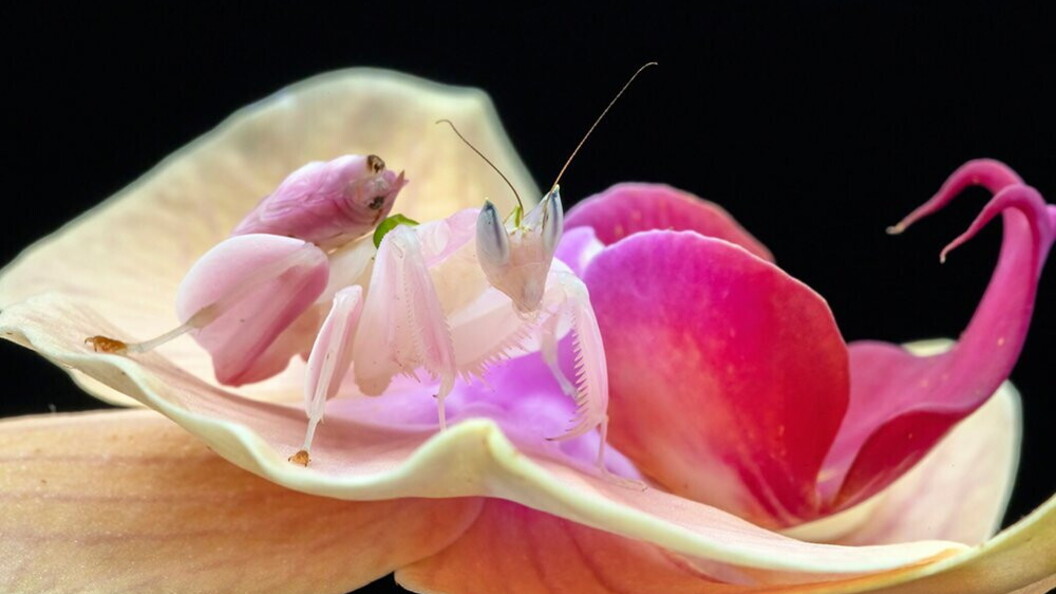 Mantide orchidea