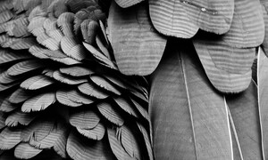 Intelligente come un corvo