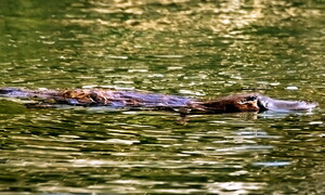 La luce dell’ornitorinco