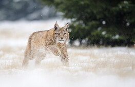 Animals of the forest 