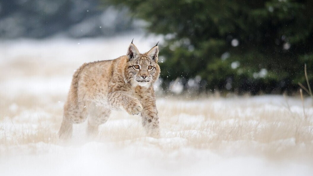 Lince
