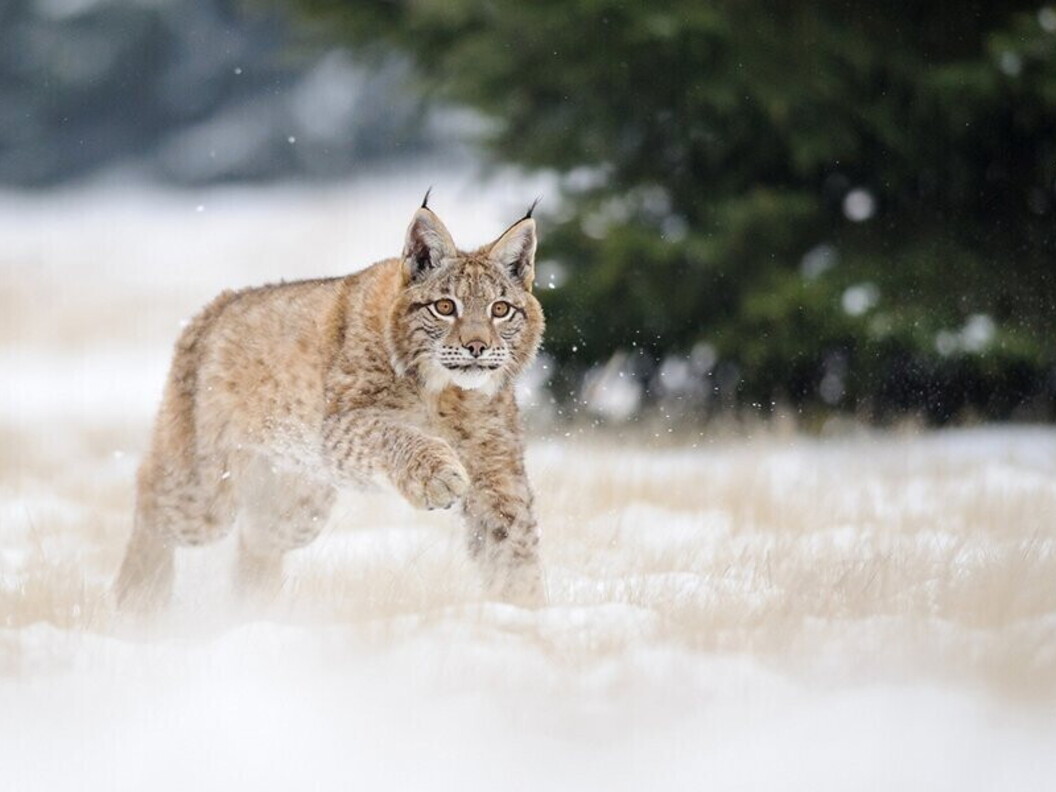 Lince