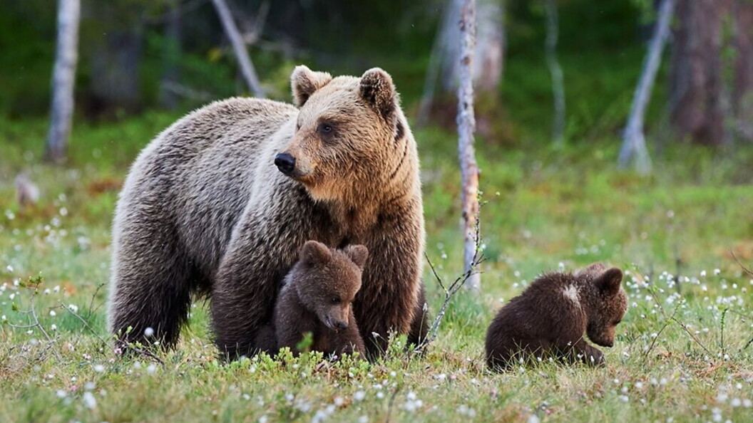 Orso bruno