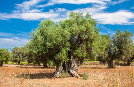Plants of the mediterranean scrub