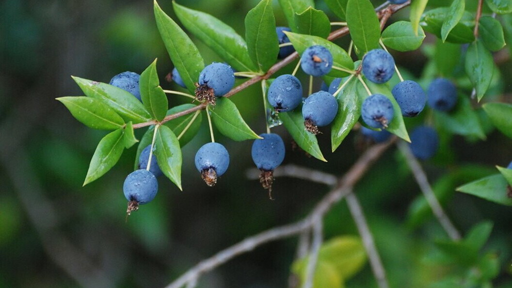 Mirto