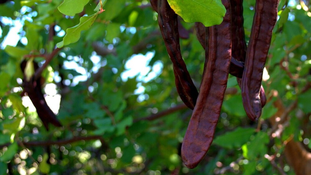Albero di Carrubo con baccelli