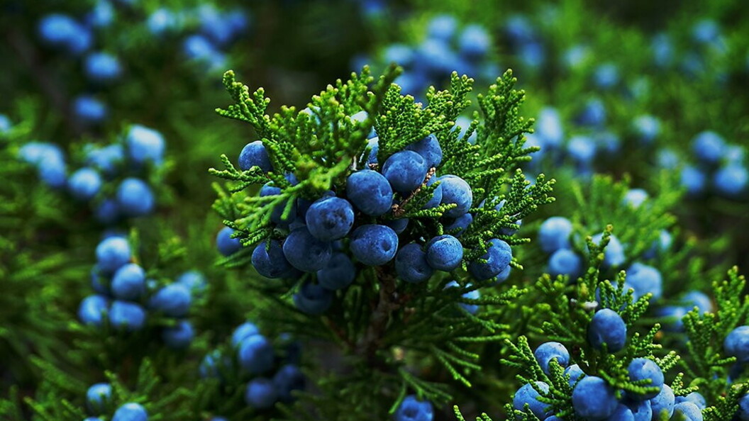 Bacche mature di ginepro