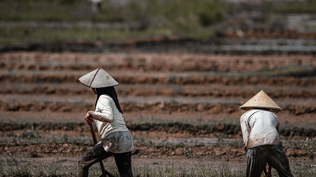 Il lavoro nei campi