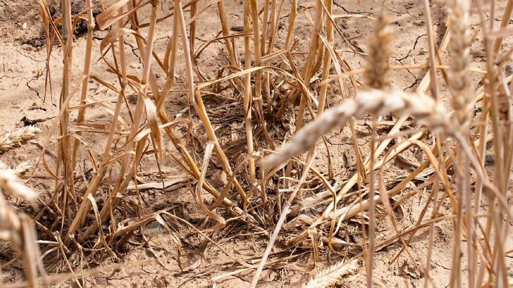Emergenza alimentare