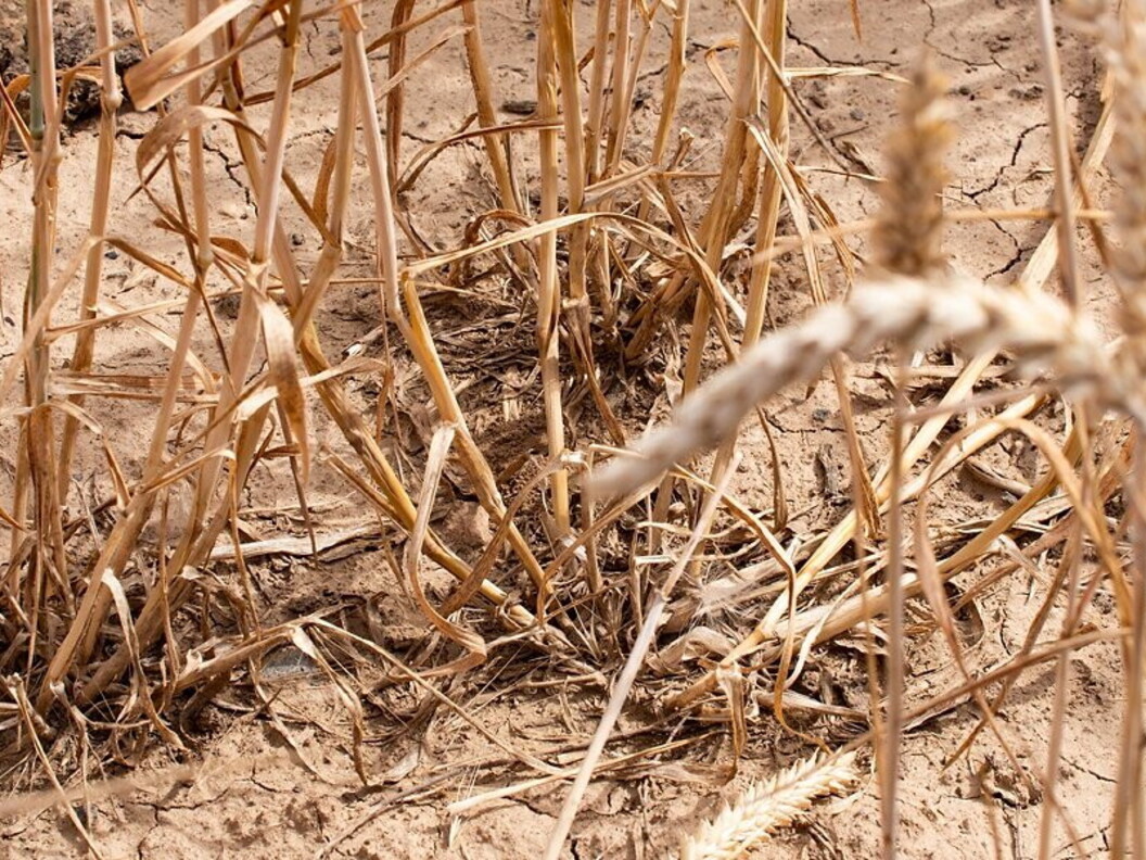 Emergenza alimentare