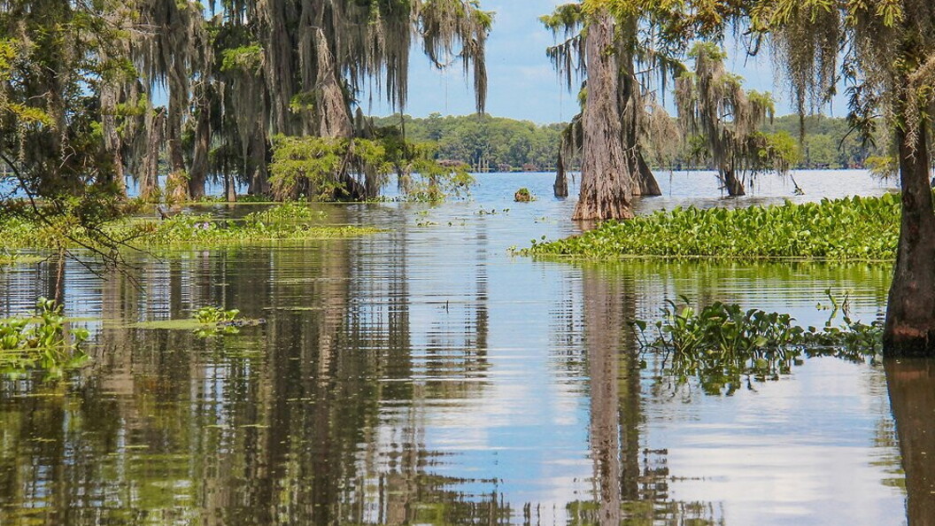 Palude in Louisiana