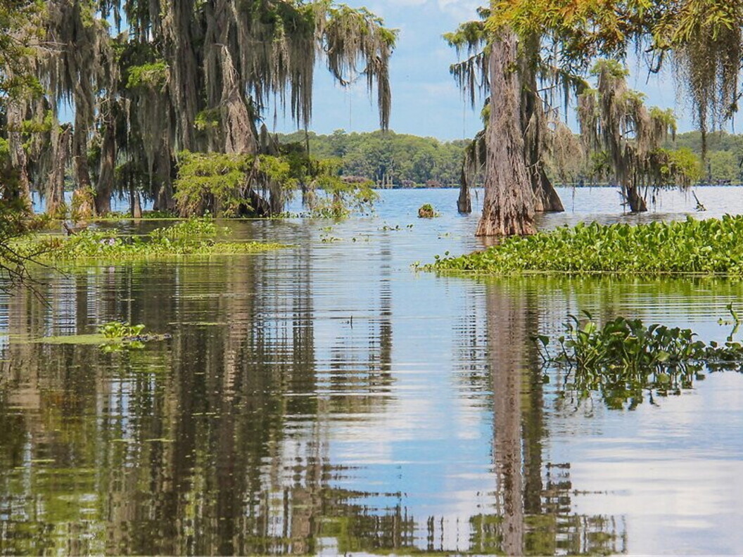 Palude in Louisiana