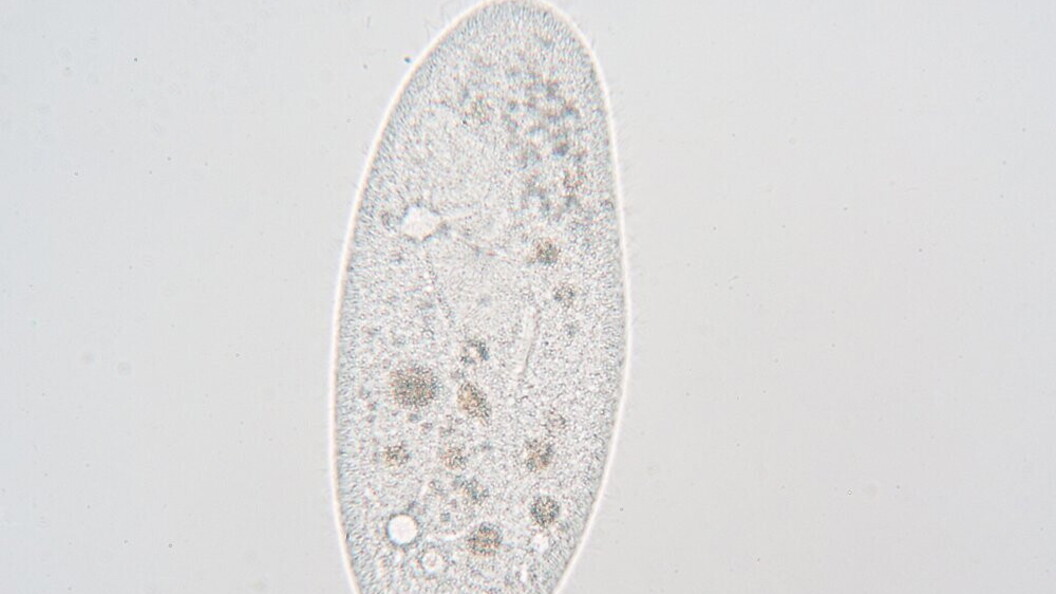 Paramecio