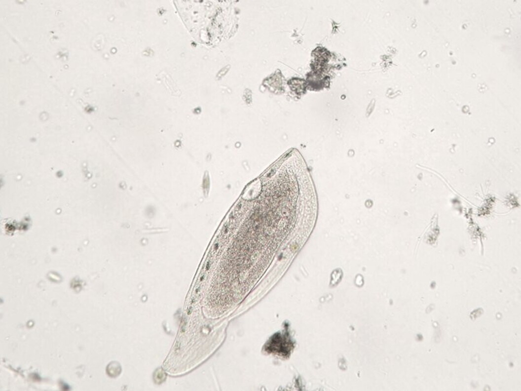 Protozoo ciliato Ciliophora