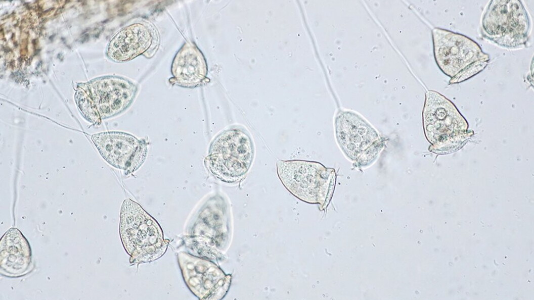 Vorticella