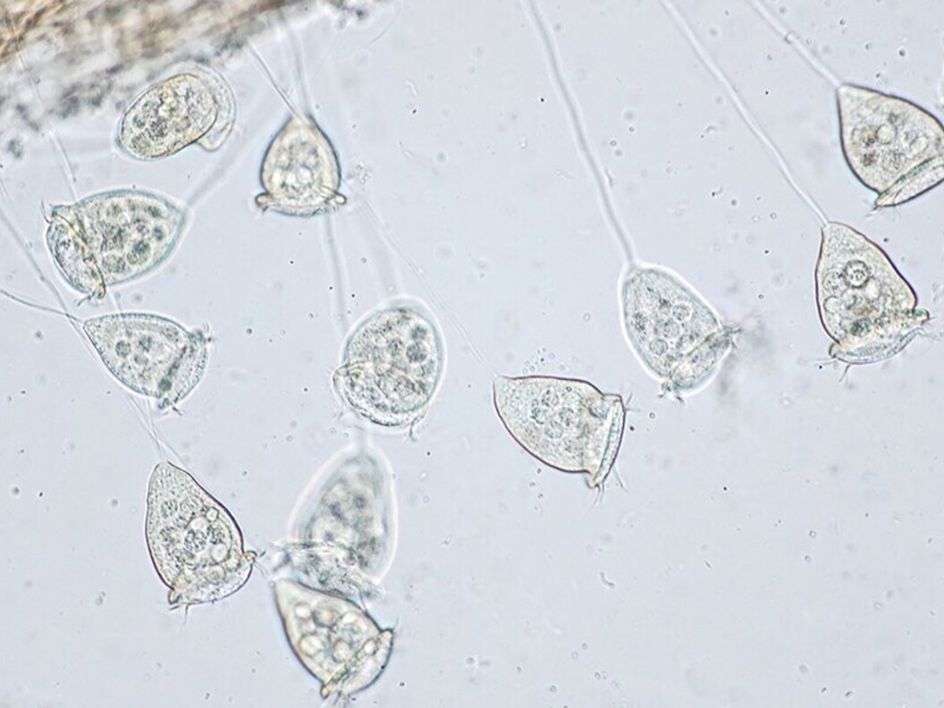 Vorticella