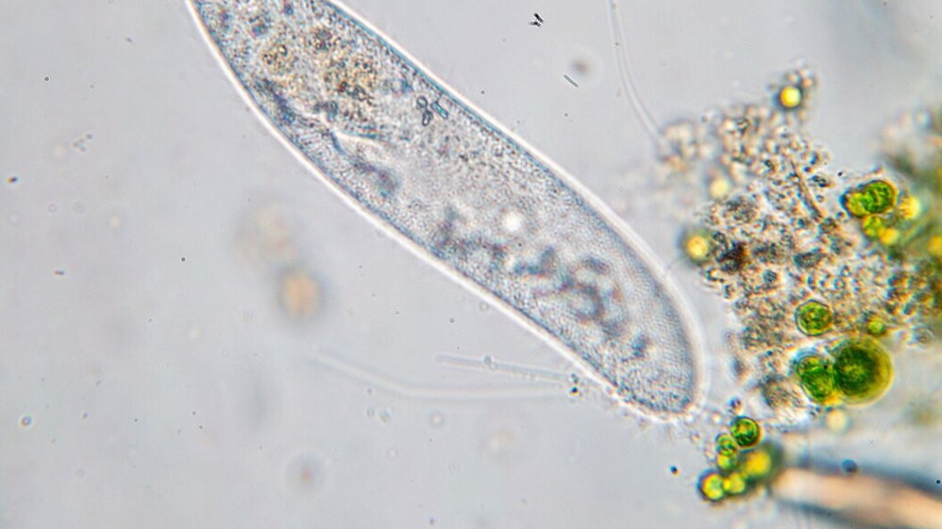 Paramecium caudatum