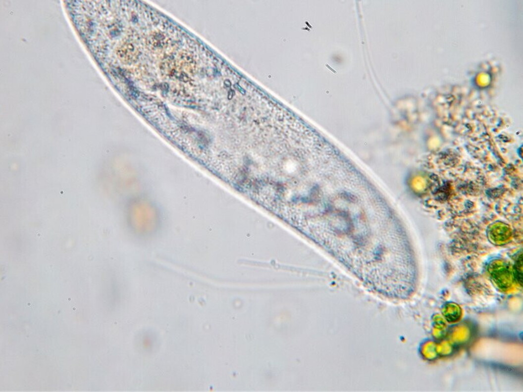 Paramecium caudatum