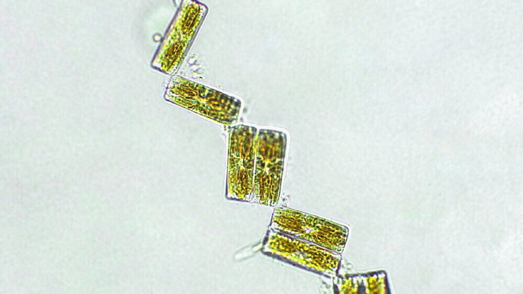 Alghe unicellulari