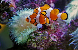 Eccezionale biodiversità