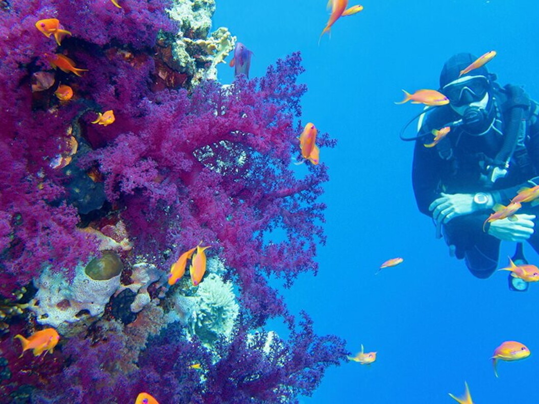 Incontri tra i coralli