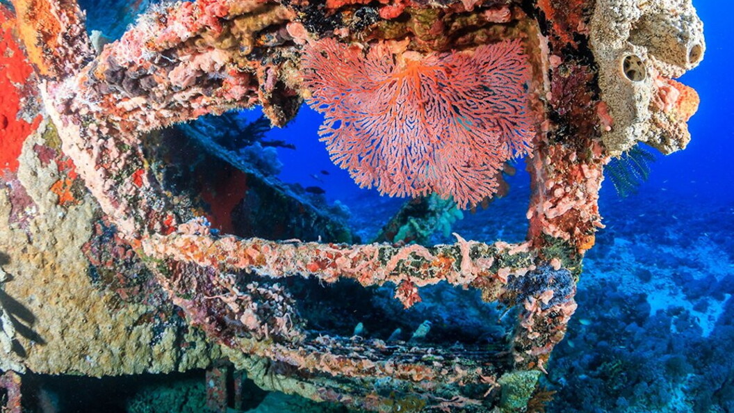 Relitto con coralli