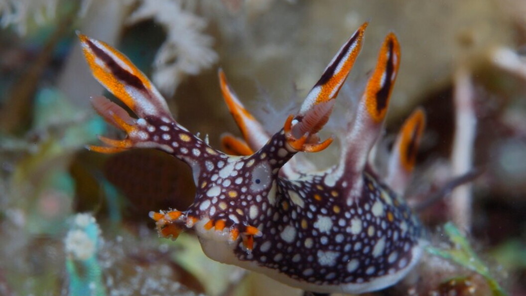 Nudibranco
