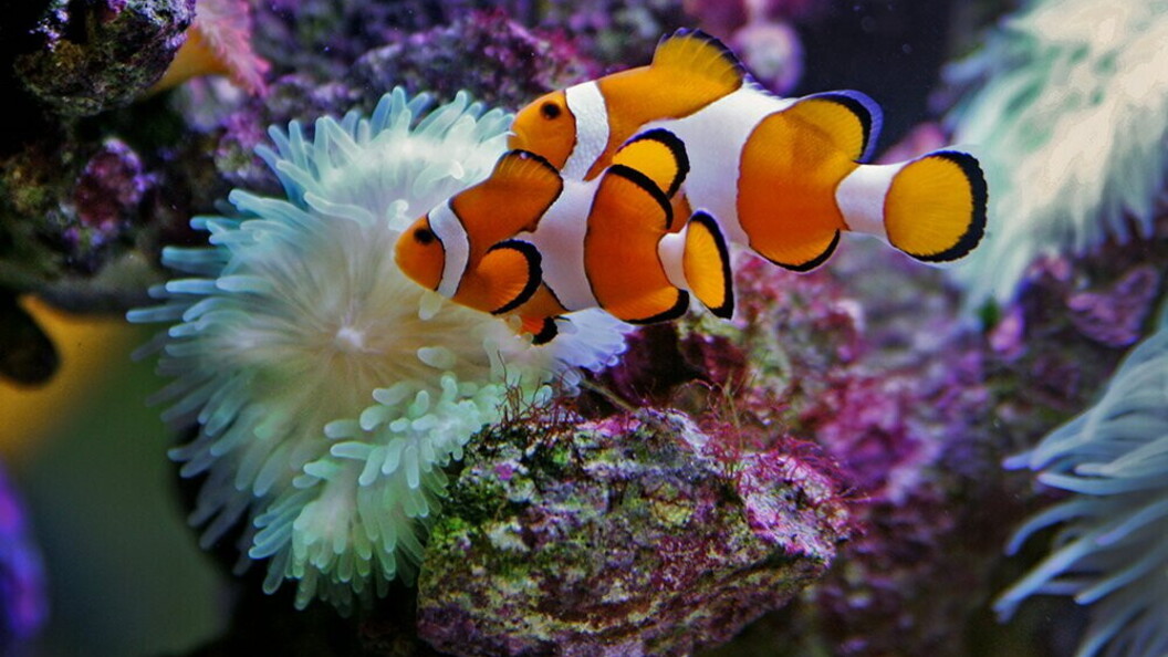 Pesce pagliaccio
