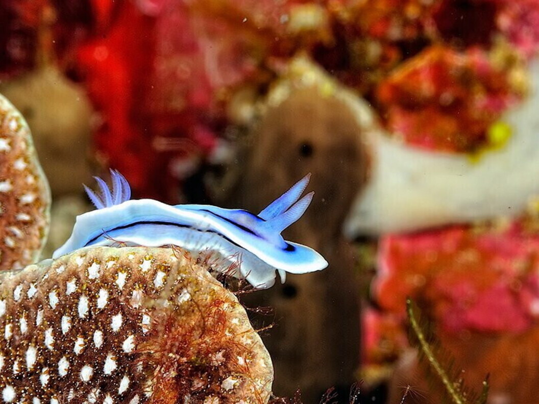 Nudibranco blu