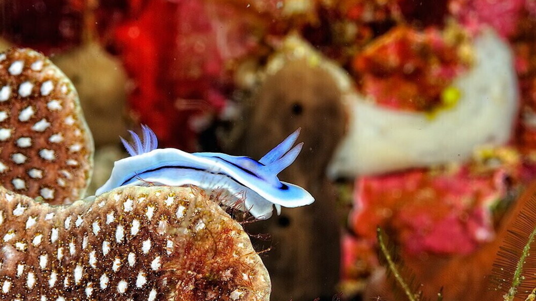Nudibranco blu