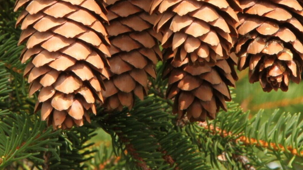Pigne di abete rosso
