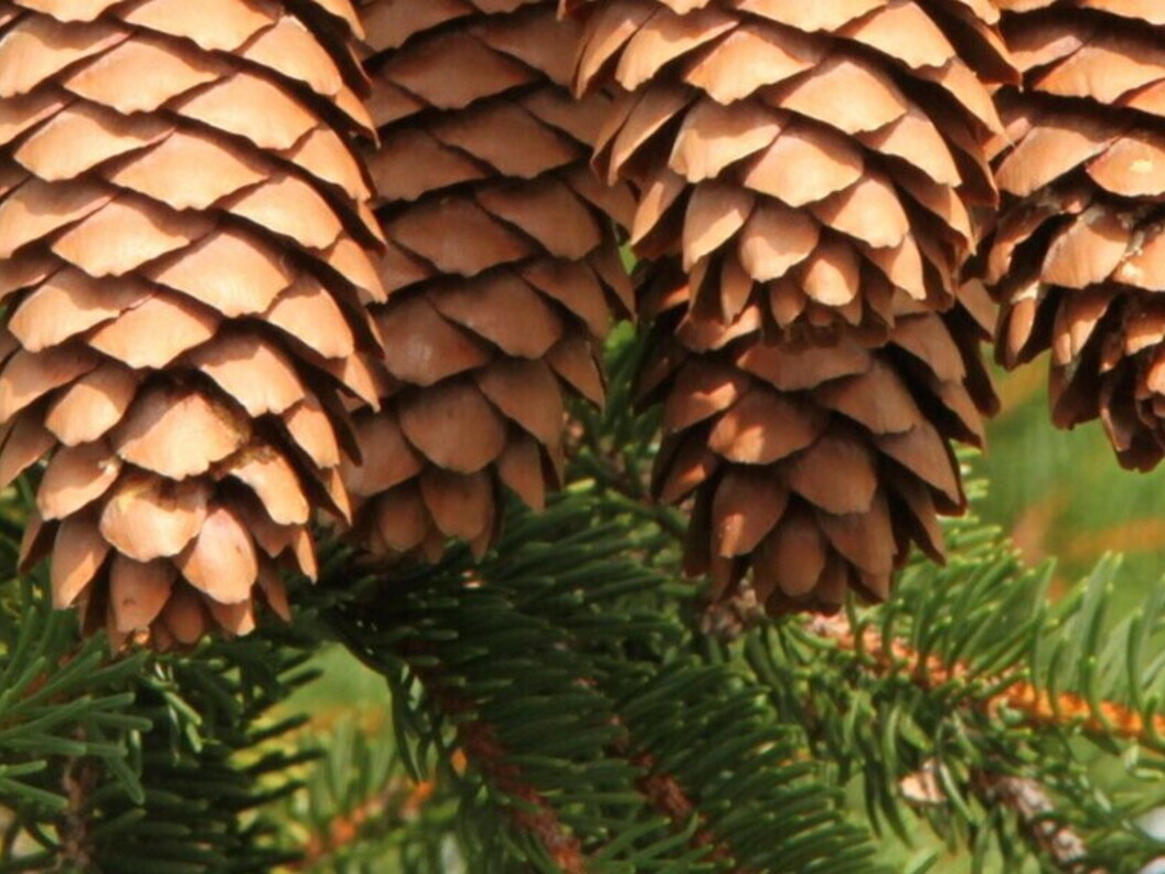 Pigne di abete rosso