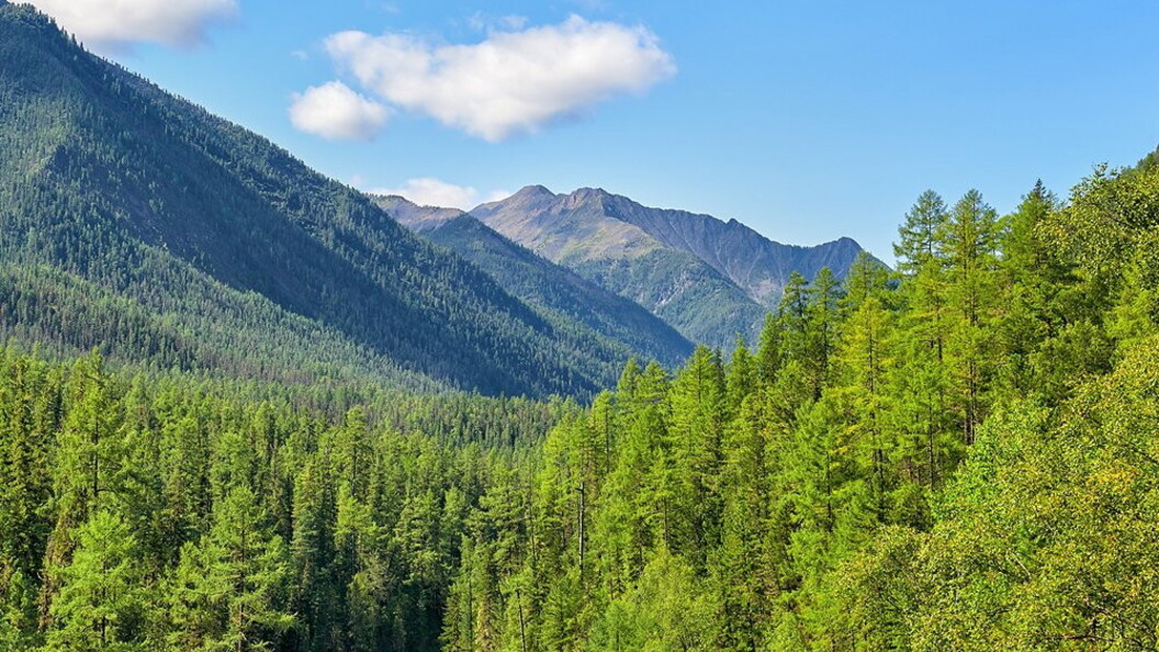 Paesaggio della taiga