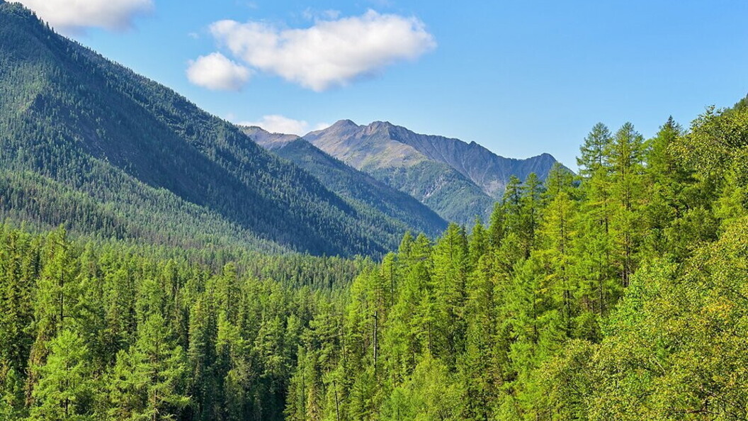 Paesaggio della taiga