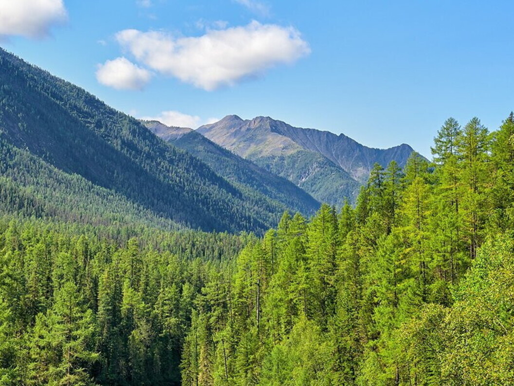 Paesaggio della taiga