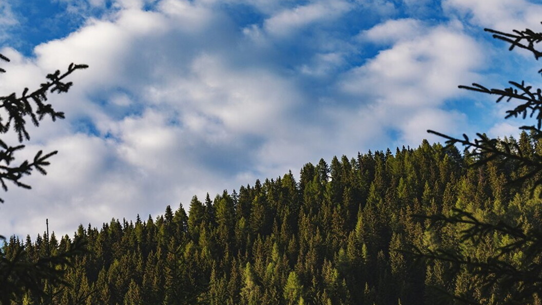 Una collina di conifere