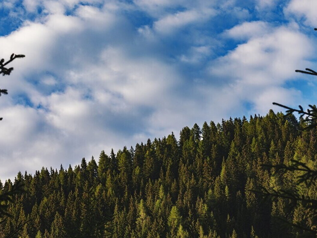 Una collina di conifere