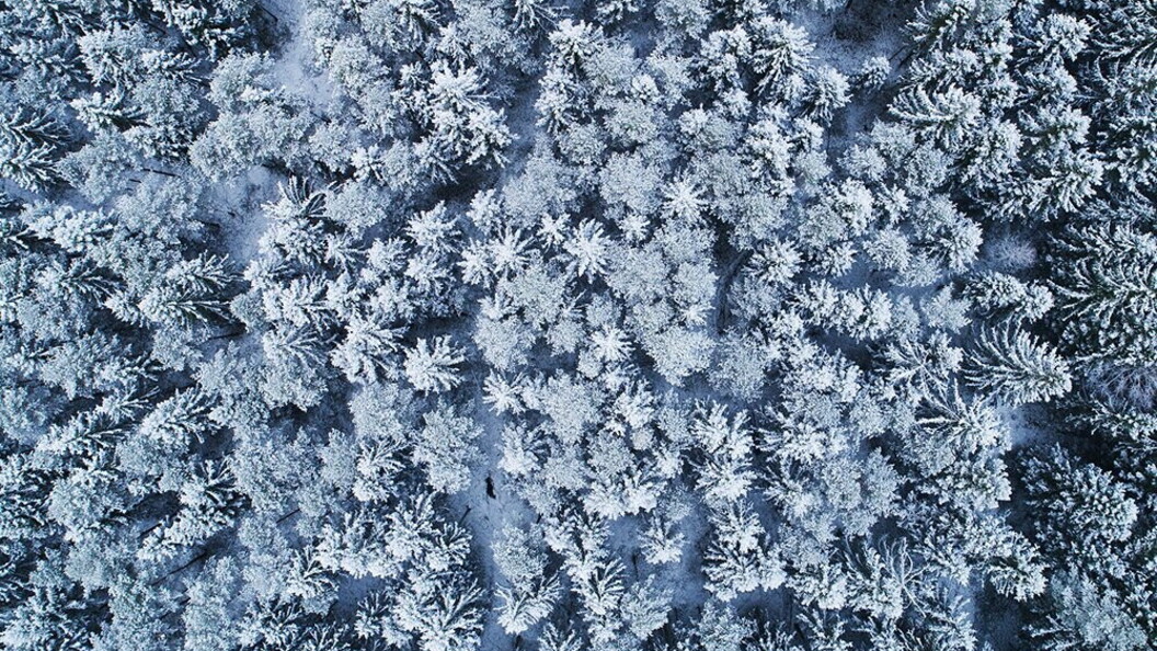 Inverno nella taiga
