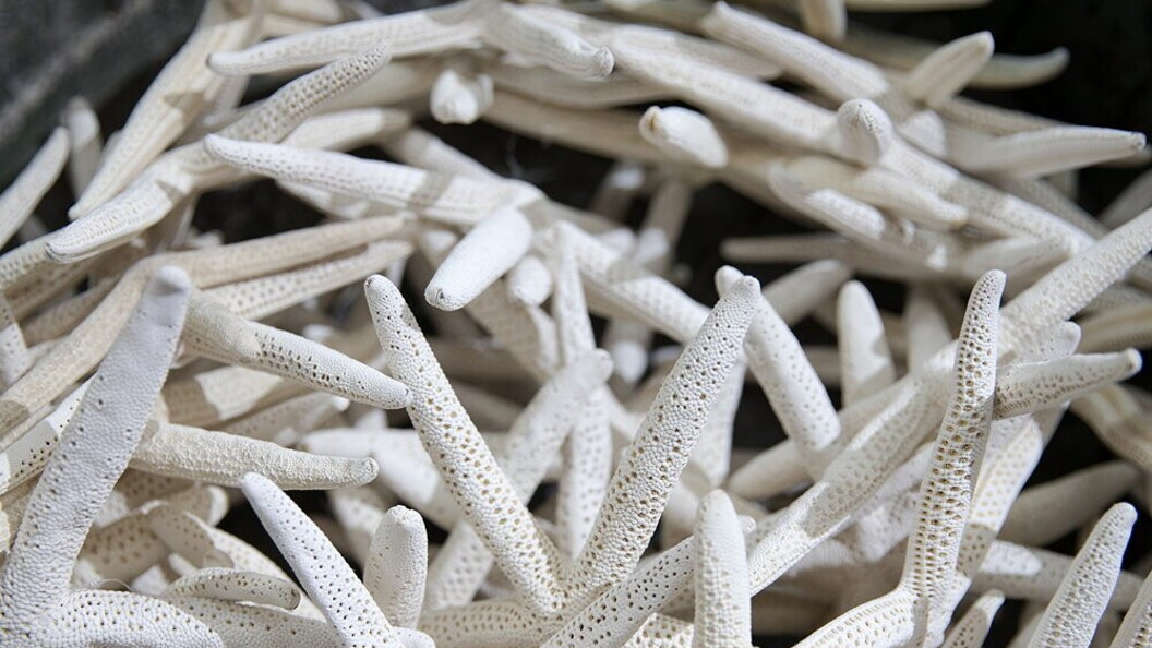 Stelle di mare essiccate