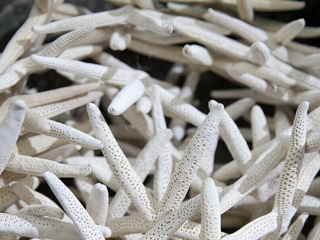 Stelle di mare essiccate