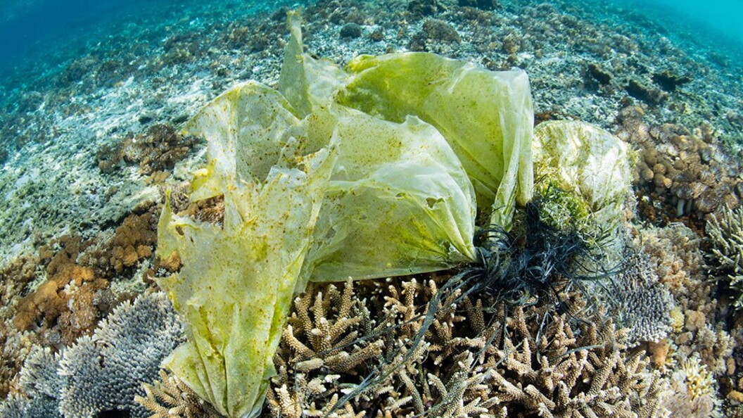 Spazzatura sul fondale