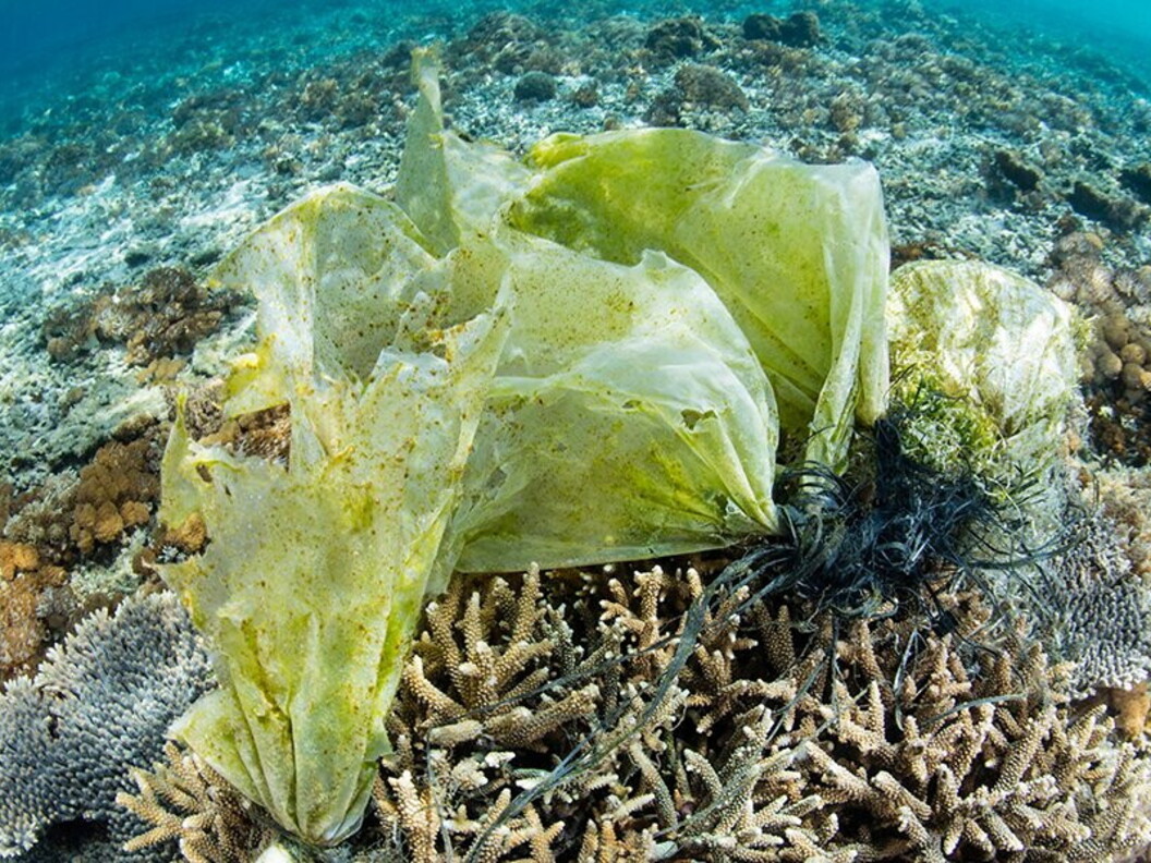 Spazzatura sul fondale