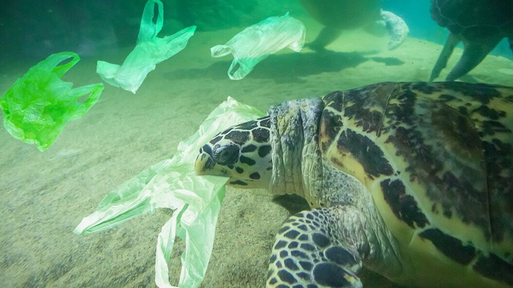 Tartaruga mangia un sacchetto