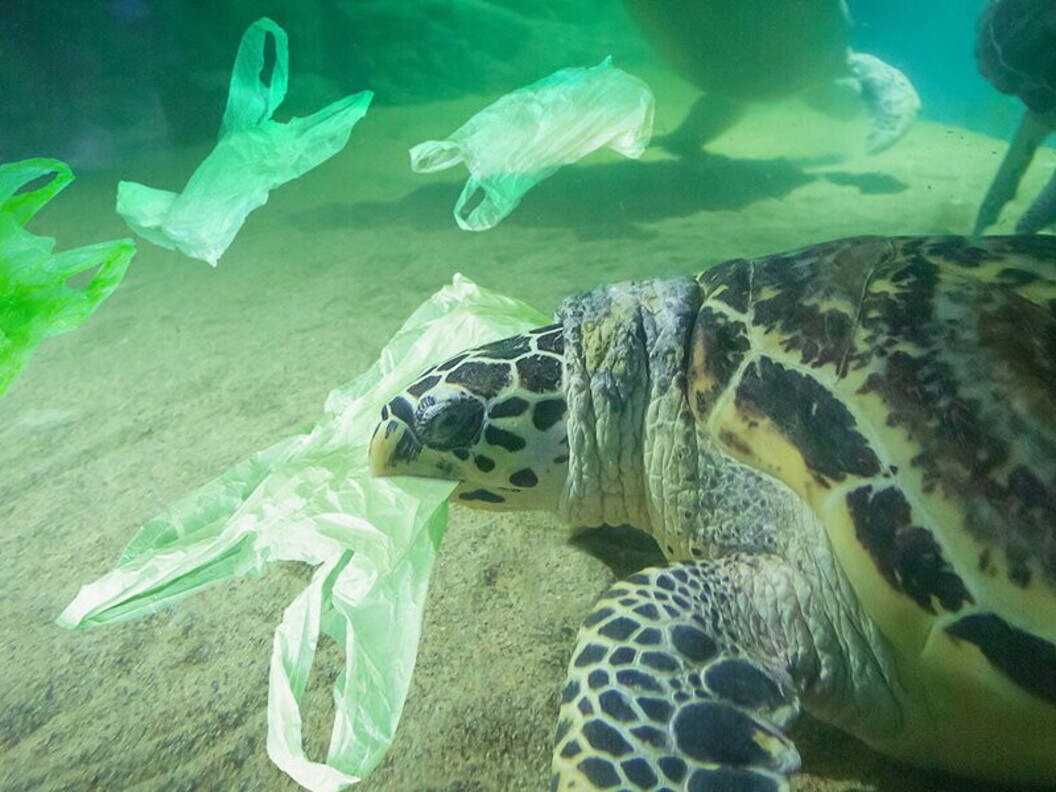 Tartaruga mangia un sacchetto