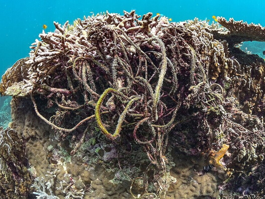 Reti da pesca abbandonate